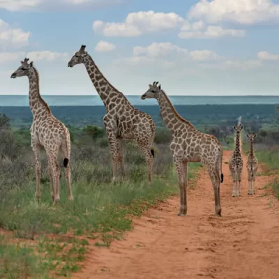 giraffe in the kalahari desert Namibia